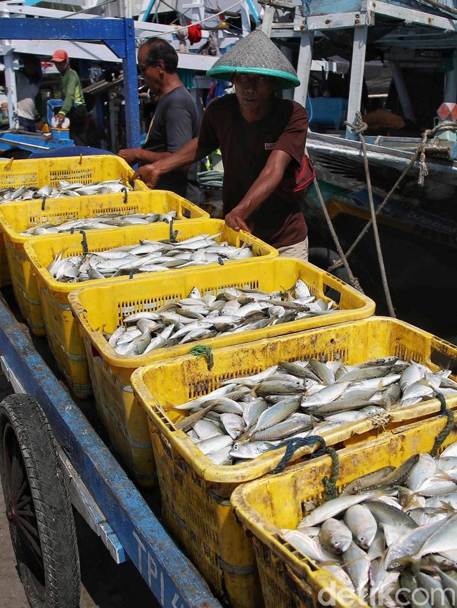 KKP Proyeksikan Konsumsi Ikan Nasional Naik 15 Persen pada 2026