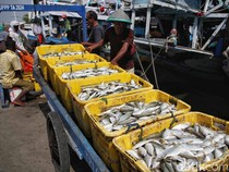 KKP Proyeksikan Konsumsi Ikan Nasional Naik 15 Persen pada 2026