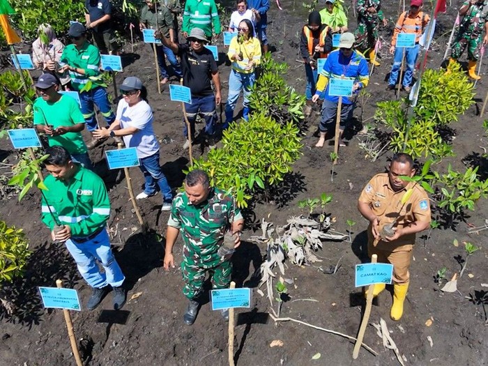 NHM Tanam Mangrove, Perkuat Komitmen ESG di Halmahera Utara