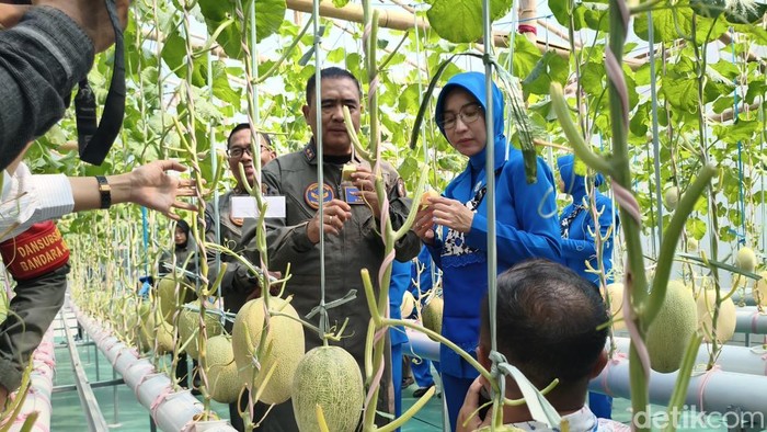 Panen melon hidroponik di Sidoarjo