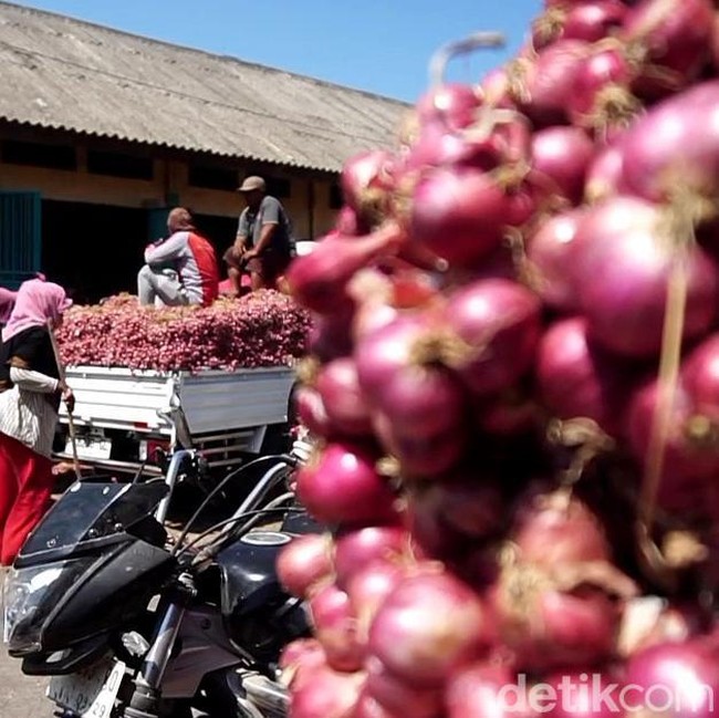 Jelang Panen Raya Harga Bawang Merah di Probolinggo Terus Turun