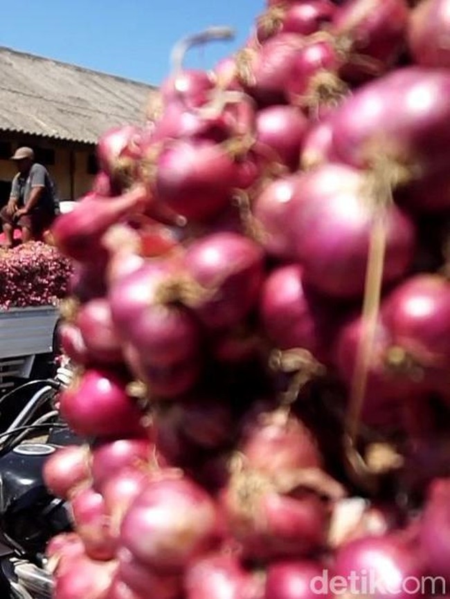Jelang Panen Raya Harga Bawang Merah di Probolinggo Terus Turun