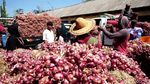 Jelang Panen Raya Harga Bawang Merah di Probolinggo Terus Turun