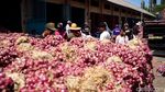 Jelang Panen Raya Harga Bawang Merah di Probolinggo Terus Turun