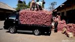 Jelang Panen Raya Harga Bawang Merah di Probolinggo Terus Turun