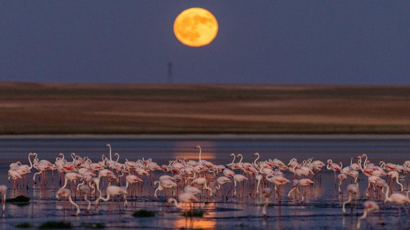 Flamingos at Duden Lake as a full moon rises over Kulu district of the central Konya Province July 29, 2026. REUTERS/Efekan Akyuz