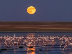 Pesona Buck Moon Hiasi Langit di Berbagai Negara