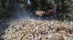 Petani Pulau Meti Andalkan Kopra sebagai Penopang Ekonomi Keluarga