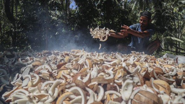 Petani Pulau Meti Andalkan Kopra sebagai Penopang Ekonomi Keluarga