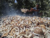 Petani Pulau Meti Andalkan Kopra sebagai Penopang Ekonomi Keluarga