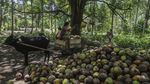 Petani Pulau Meti Andalkan Kopra sebagai Penopang Ekonomi Keluarga