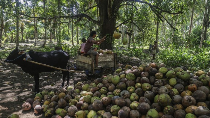 Petani mengasapi buah kelapa untuk diolah menjadi kopra di Pulau Meti, Kecamatan Tobelo, Kabupaten Halmahera Utara, Maluku Utara, Kamis (30/7/2026). Sebagian warga di pulau tersebut bekerja sebagai petani kelapa dan pengolahan kopra dan dipasarkan ke Tobelo dengan harga Rp12 ribu per kilogram. ANTARAFOTO/Andri Saputra/agr