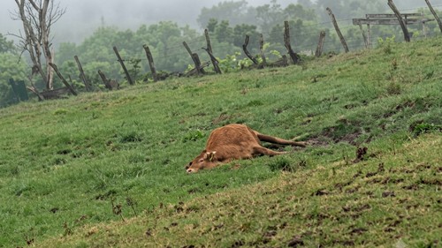Sapi milik warga di Desa Tunua, Kecamatan Mollo Utara, TTS, NTT, mati akibat kedinginan. (Dok. Disnak dan Keswan TTS, gambar diperjelas dengan AI)