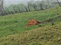 Update: 77 Sapi Mati Diduga Hipotermia akibat Cuaca Ekstrem di TTS