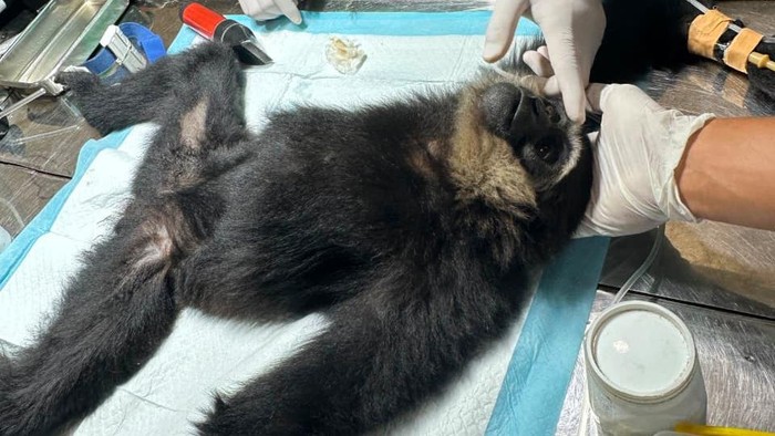 Satwa Owa Ungko di Jambi saat dioperasi setelah mengalami luka tembak diduga korban perburuan liar