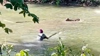 Teror Buaya Ganas Hantui Situ Habibie di Sukabumi