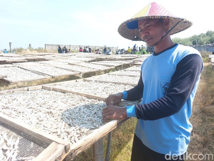 Tangkapan ikan teri nelayan Cirebon.