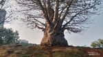 5 Fakta Pohon Baobab, Tanaman Asli Afrika yang Tumbuh di Taman Ria Rio Jakarta