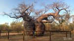 5 Fakta Pohon Baobab, Tanaman Asli Afrika yang Tumbuh di Taman Ria Rio Jakarta