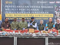 75 Ribu Bibit Sawit Palsu di Lampung Gagal Beredar, Negara Rugi Rp 42 Miliar