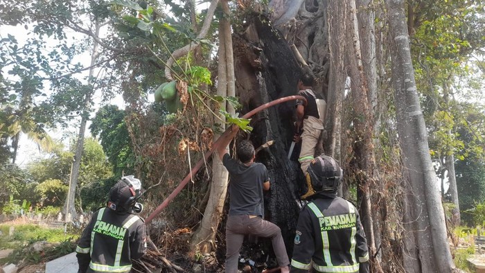 Damkar Kuningan saat melakukan evakuasi ular
