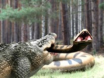 Sinopsis Film Lake Placid vs Anaconda Bioskop Trans TV, Duel Buaya dan Ular