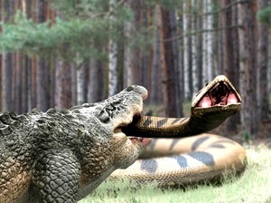 Sinopsis Film Lake Placid vs Anaconda Bioskop Trans TV, Duel Buaya dan Ular