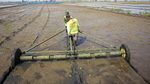Inovasi Tanam Padi Modern, Produksi Ditargetkan Capai 10 Ton/ Hektare