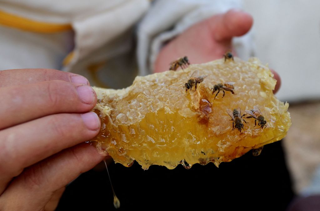 A Palestinian woman beekeeper holds a piece of beeswax filled with honey in Khan Younis, in the southern Gaza Strip, July 7, 2026. REUTERS/Ramadan Abed