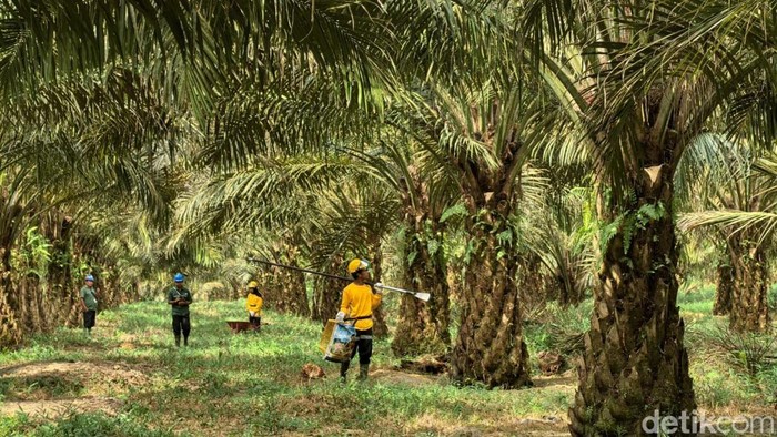 Petani sawit bersiap memanen buah sawit
