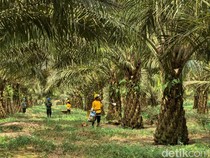 Sumsel Masuk Daerah Prioritas Ekstensifikasi Sawit Nasional