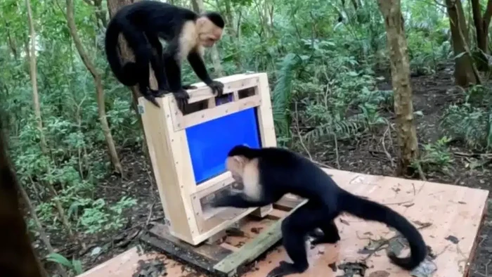 Monyet Capuchin Mencoba AI untuk Uji Kecerdasan