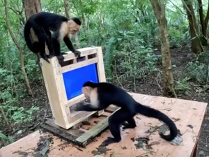 Monyet Pun Kini Pakai AI Untuk Uji Kecerdasan