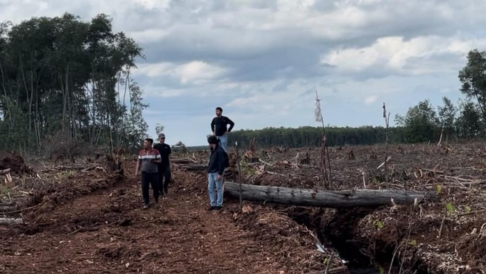Perambahan hutan seluas 20 hektare di Bengkalis terungkap lewat drone, Kamis (30/7/2026).