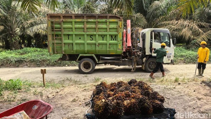 Proses pengangkutan sawit secara mekanikal menggunakan crane truck