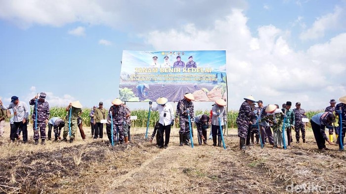 TNI AL bersama Pemkab Banyuwangi dan sinergi lintas sektor, menanam kedelai di lahan seluas 1.200 hektare
