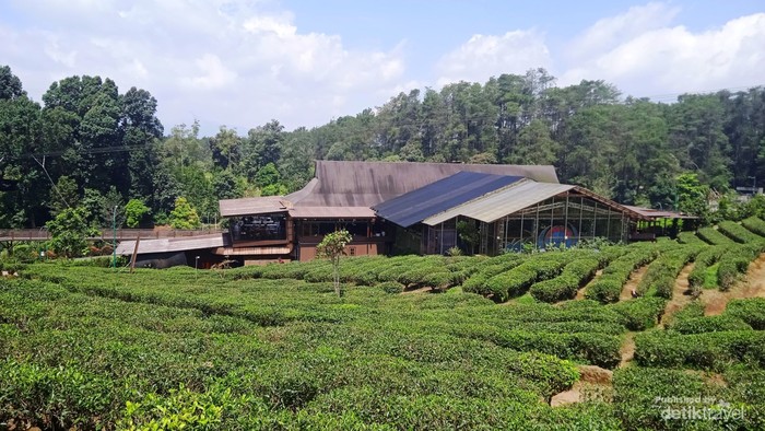 Liburan Keluarga ke Subang? Ada Kebun Teh dan Banyak Spot Foto Estetik