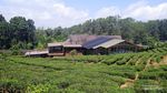 Liburan Keluarga ke Subang? Ada Kebun Teh dan Banyak Spot Foto Estetik