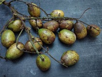 7 Khasiat Buah Matoa, Ampuh Tingkatkan Imun Tubuh