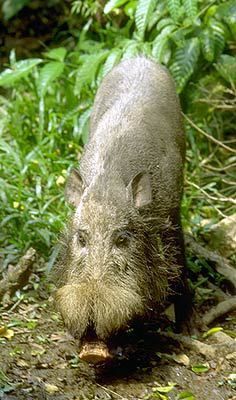 Babi berjenggot atau Sus barbatus. (dok Phil Myers/University of Michigan-Ann Arbor) Babi berjenggot atau Sus barbatus. (dok Phil Myers/University of Michigan-Ann Arbor)
