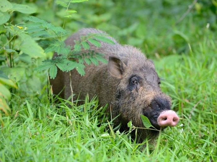 Babi berjenggot atau Sus barbatus. (dok rekoforest.org)
