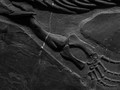 Fosil 125 Juta Tahun Simpan Sel Kulit Utuh, Sebut Dinosaurus Mirip Landak
