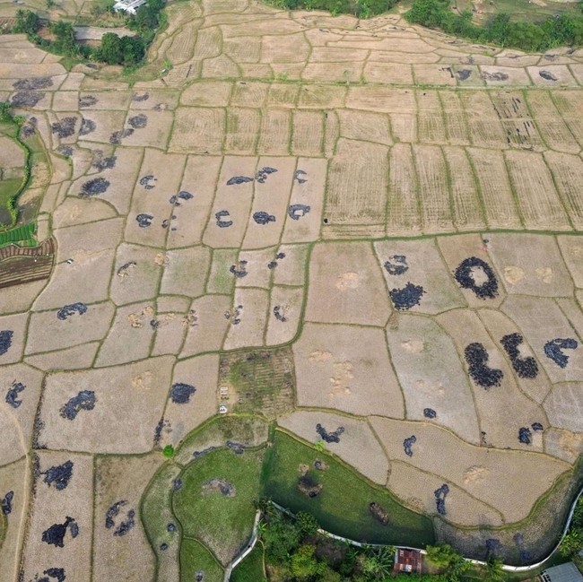 Kemarau Ancam Ribuan Hektare Sawah di Bekasi, Kekeringan Berpotensi Meluas