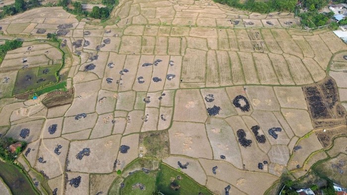 Foto udara sawah yang terdampak kekeringan di Kecamatan Cibarusah, Kabupaten Bekasi, Jawa Barat, Jumat (31/7/2026). Pemerintah Kabupaten Bekasi mencatat sebanyak 2.592 hektare lahan pertanian mengalami kekeringan sepanjang musim kemarau tahun ini dan berpotensi meluas seiring musim kemarau yang diprakirakan masih berlangsung hingga September 2026. ANTARA FOTO/Darryl Ramadhan/YU
