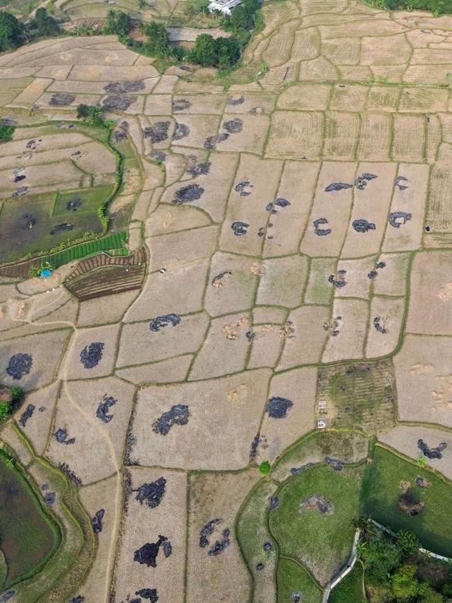 Kemarau Ancam Ribuan Hektare Sawah di Bekasi, Kekeringan Berpotensi Meluas