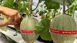 Serunya Petik Melon Hidroponik Langsung dari Pohon di Lumajang