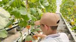 Serunya Petik Melon Hidroponik Langsung dari Pohon di Lumajang