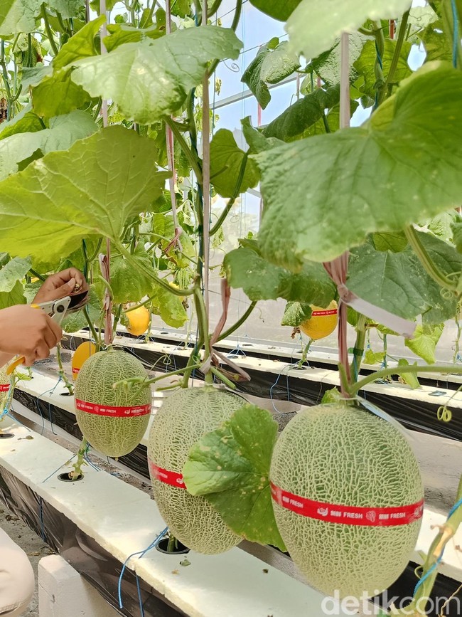 Serunya Petik Melon Hidroponik Langsung dari Pohon di Lumajang