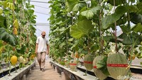 Pengunjung memanen melon hidroponik di Menara Farm, Desa Yosowilangun Kidul, Lumajang, Sabtu (1/8/2026). Wisata ini menawarkan pengalaman memetik melon langsung dari pohonnya. (Foto: Nur Hadi Wicaksono/ detikjatim)