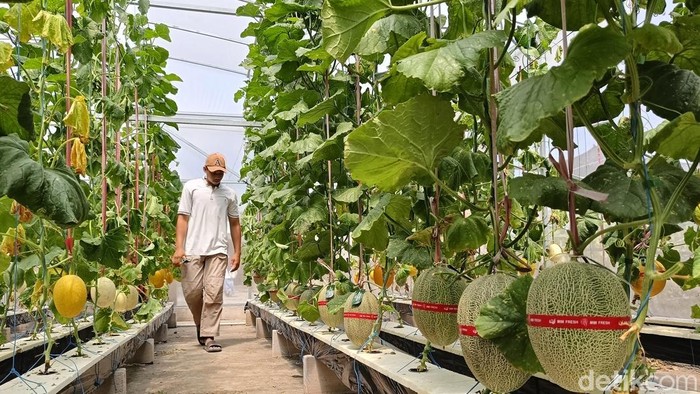 Menikmati Sensasi Panen Melon Hidroponik Langsung di Lumajang